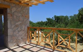 Olive Trees