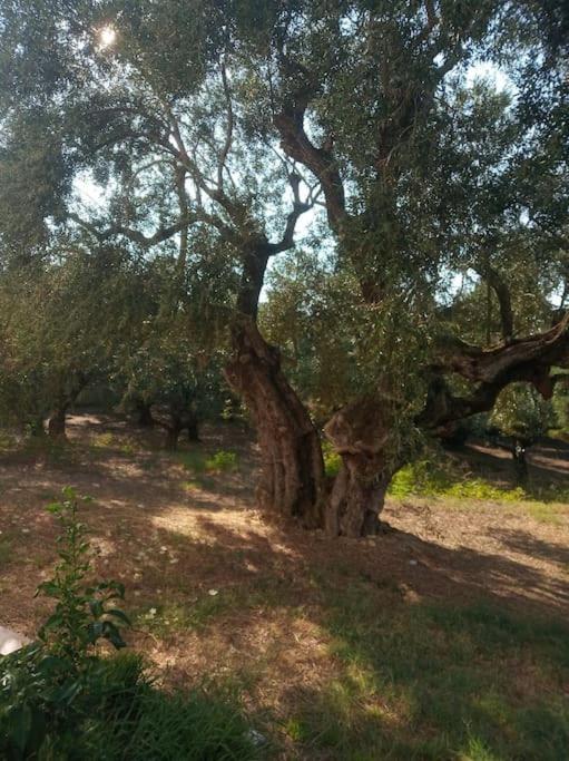 Olive Trees Βίλα Τραγάκι Εξωτερικό φωτογραφία